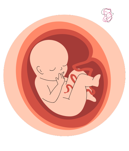 OneWomb