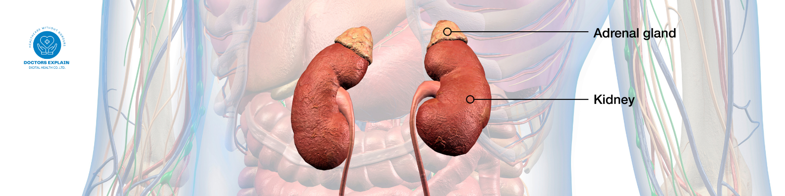 UTIs and E. coli: From Symptoms & Prevention to Fatal Sepsis